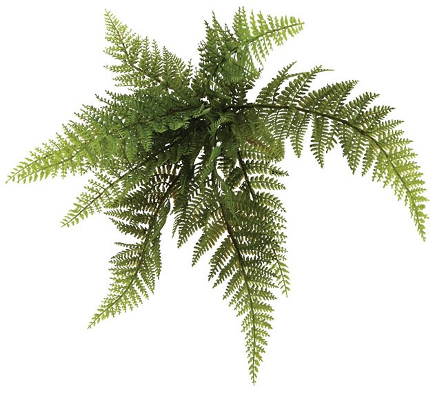 21018-riza-kremasth-fterh-arrenopteris-46-x-30cm